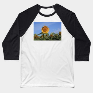 Colorful Kansas Sunflower in a field Baseball T-Shirt